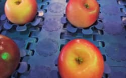 Apple grading in Hawke’s Bay.