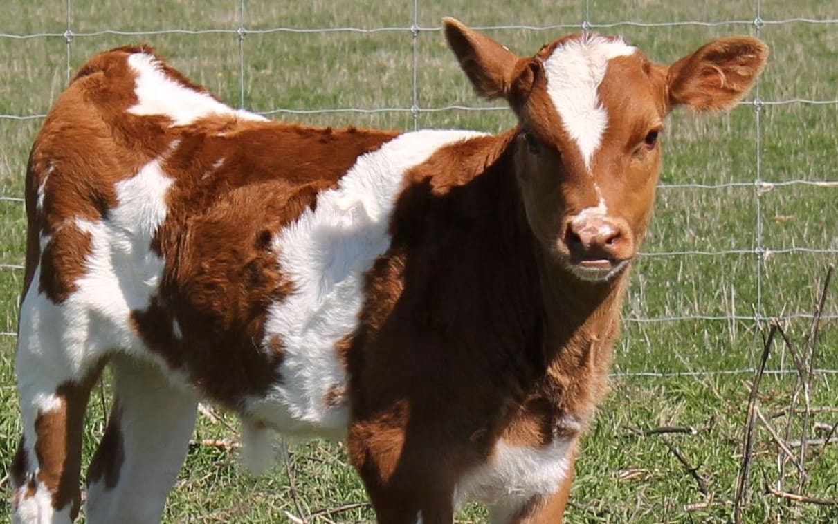 Bobby calf