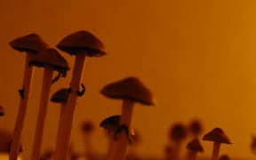 Psilocybe Cubensis, a species of psychedelic mushroom