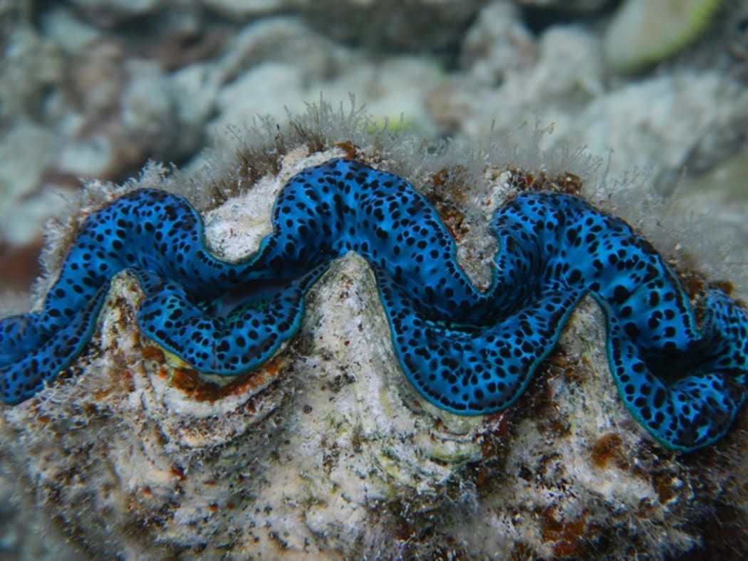 A Giant Clam in the Cook Islands