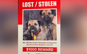 Rowan Newman's family is desperate to find their missing dogs Scruff and Floss.
