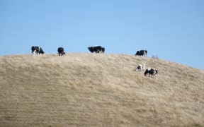 Cattle on a hill, Hawke's Bay.
