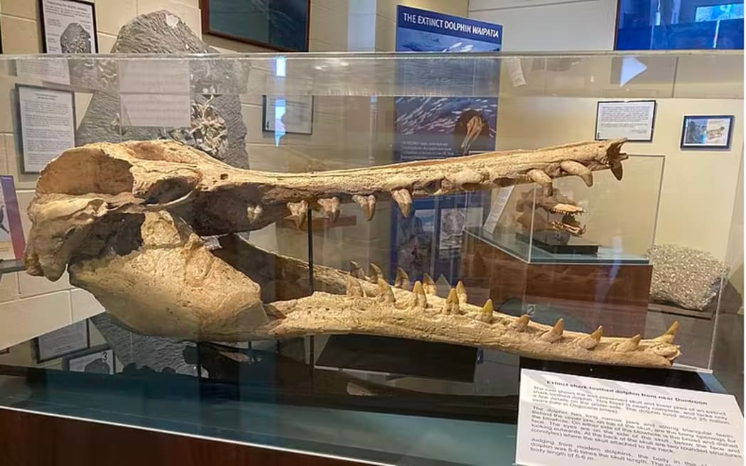 Skull of a shark-toothed dolphin. This large predator lived about 25 million years ago in what is now modern-day southern New Zealand