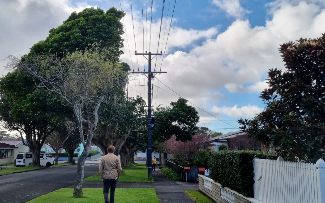 Michael Mansvelt says the selective pruning of puriri trees only metres away from the pōhutukawa are an example of good arbory practice.