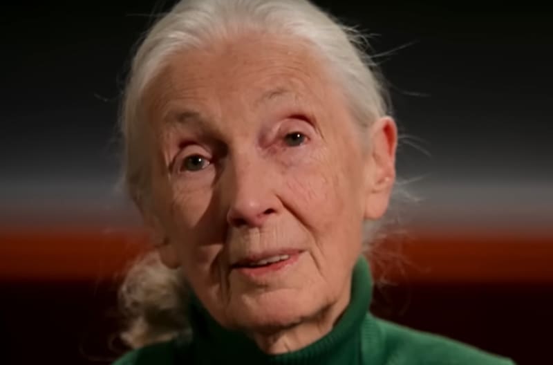 Dr Jane Goodall