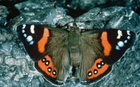 Red Admiral Butterfly
