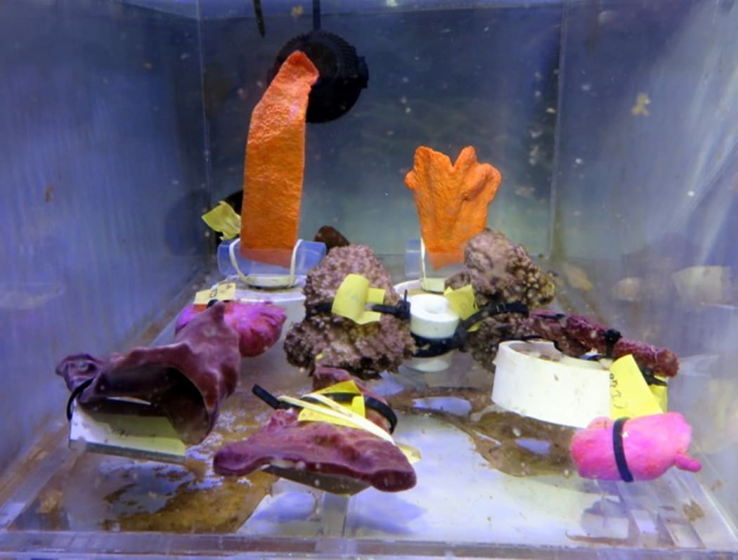 Sponges in an experiment