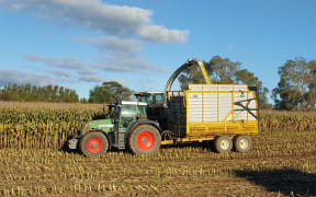 Maize harvesting