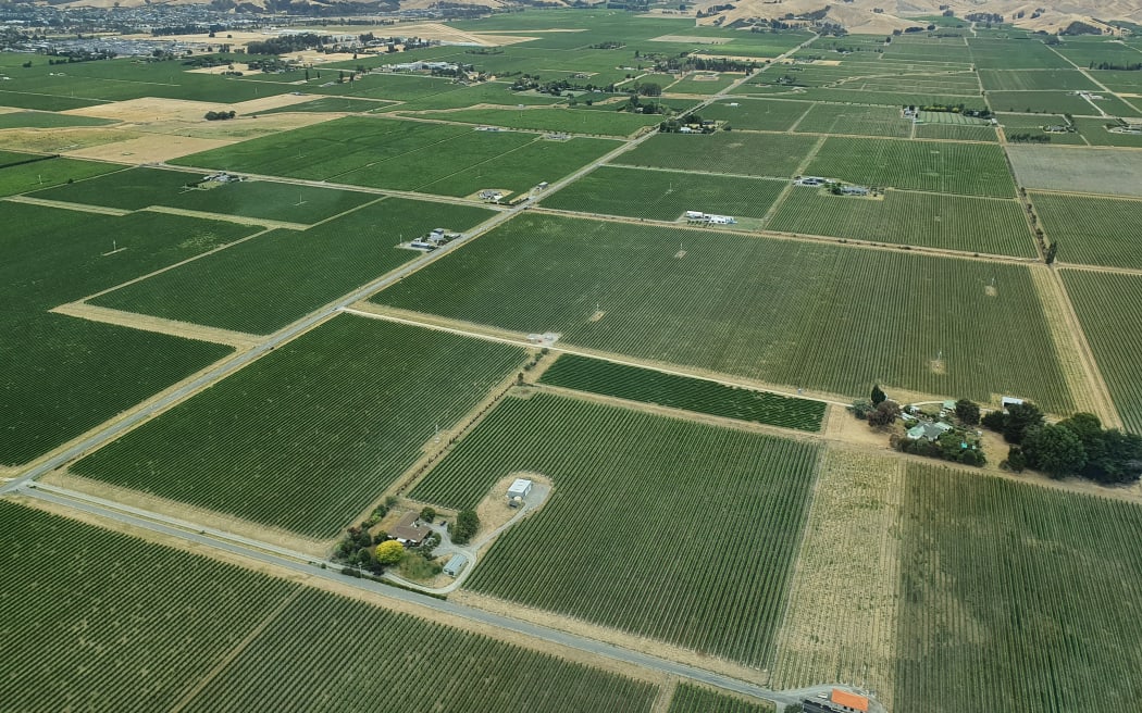 Marlborough vineyards
