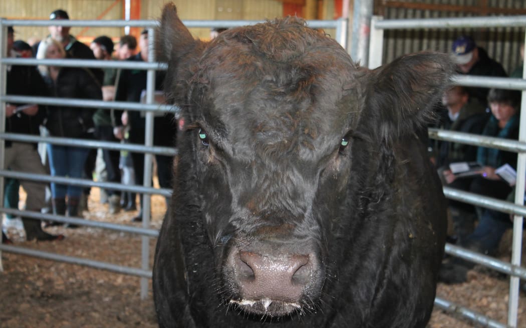 Angus Bull