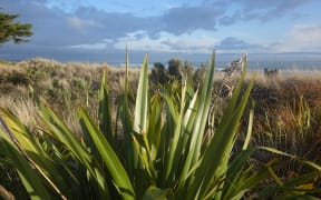 Tahunanui Beach