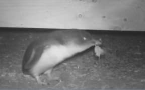 One of the penguins building its nest under Bride and Graham Coe's home in Paekākāriki.