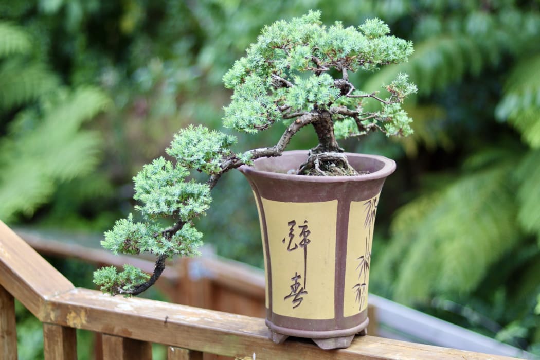 Dragon Bonsai Day