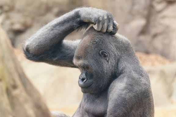 Gorilla Scratching Head