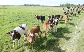 About 1700 Filipinos work on dairy farms such as this one in New Zealand.