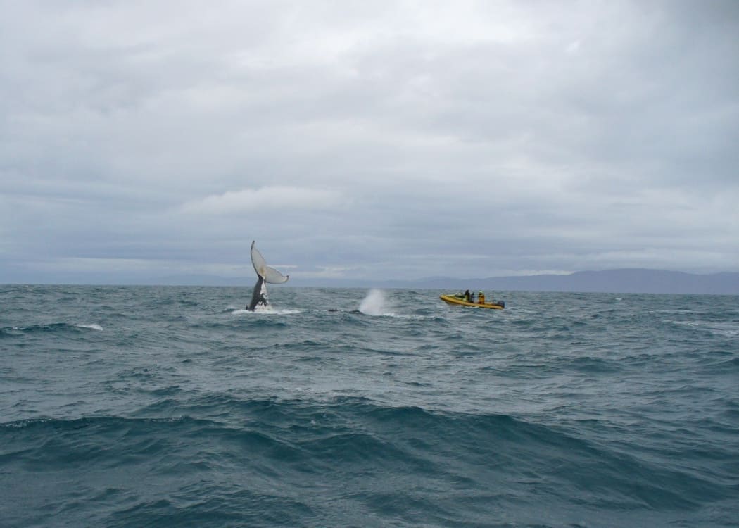 Out spotting humpback whales