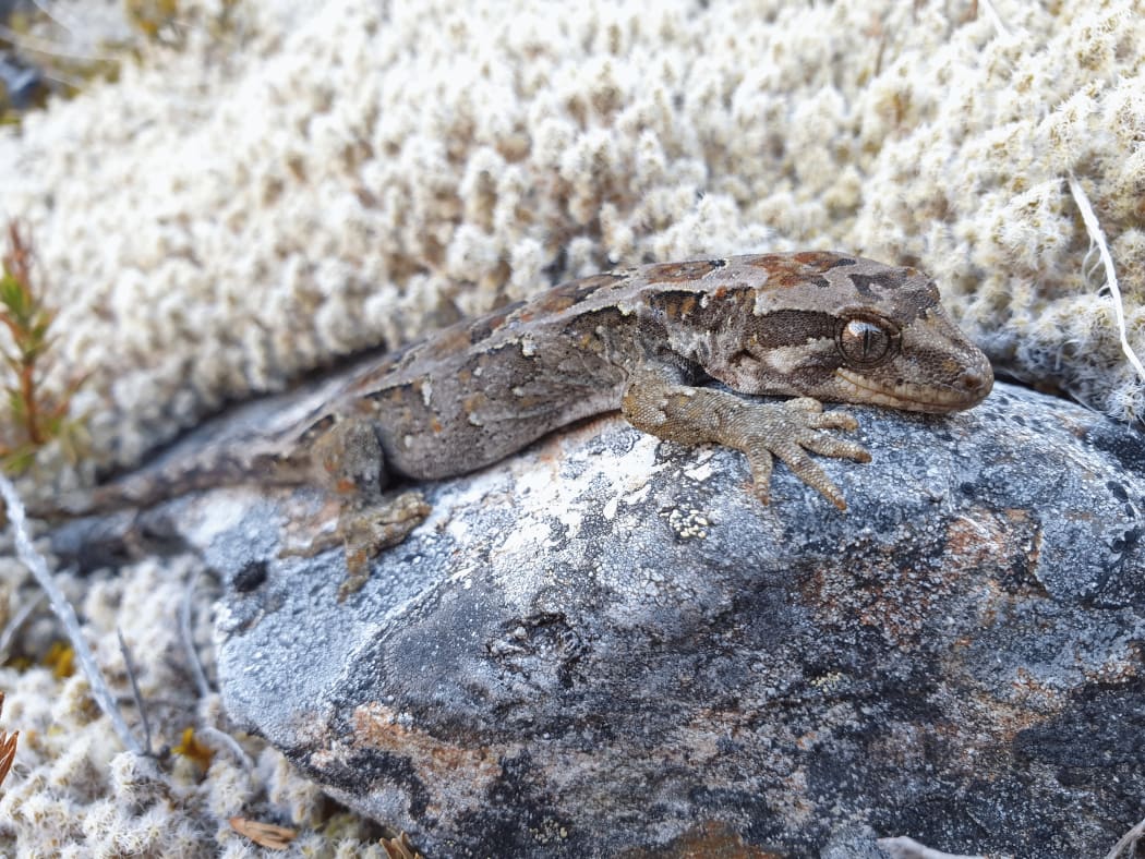 Cupola gecko