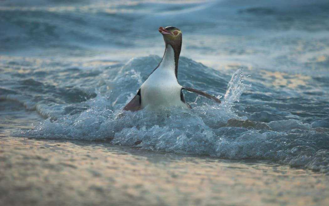 The hoiho / yellow-eyed penguin has been named the 2024 Bird of the Year.