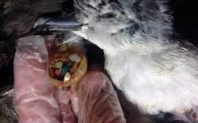 seabird