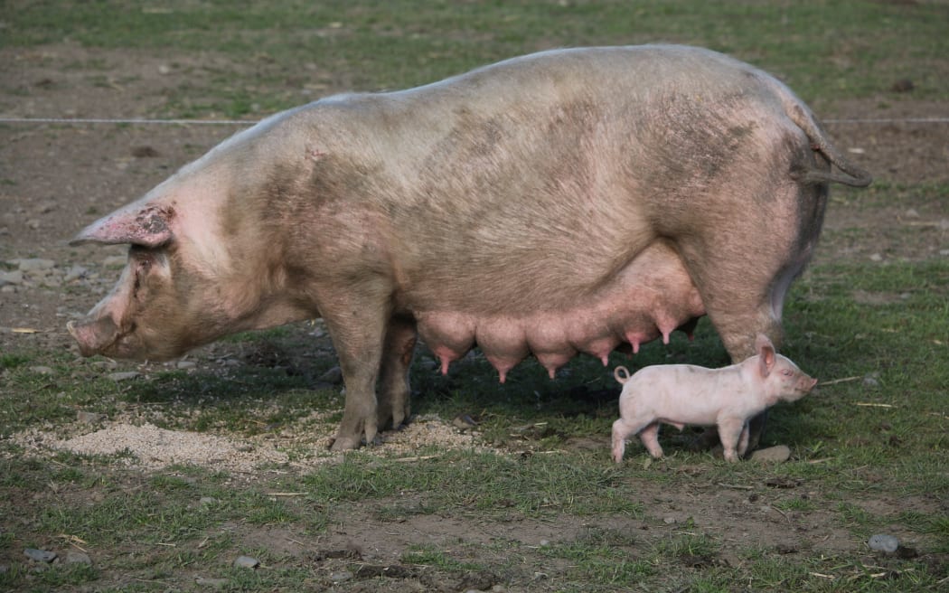 free range pig farm