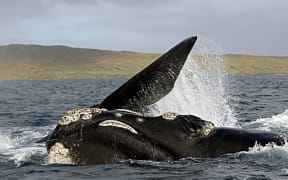 Southern right whale breaching at subantarctic Auckland Island.