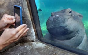 This week Buzzfeed examine the phenomenon of Fiona, the famous Hippo.