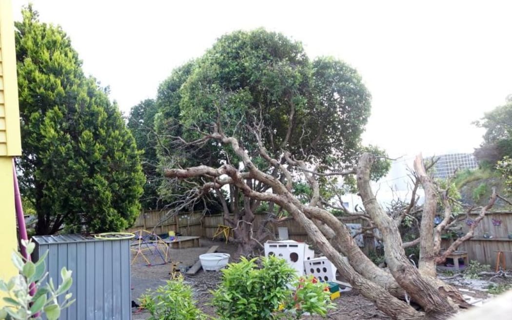 The fallen tree at Discoveries Educare