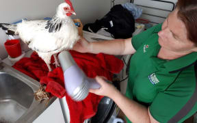 North Canterbury Chicken Rescue in action.