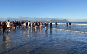 A pod of pilot whales stranded at Ruakākā beach on 24 Nobember 2024.