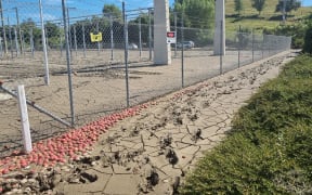 Apples and dried mud at Redclyffe substation after Cyclone Gabrielle.