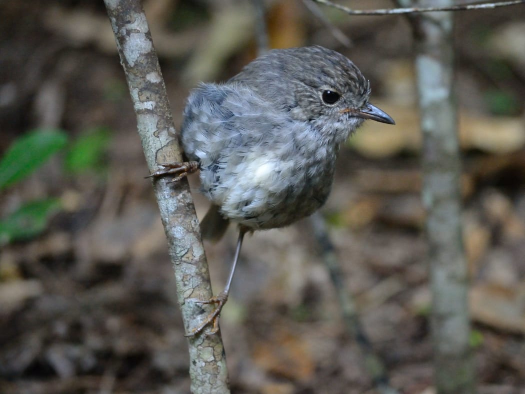 A young toutouwai, or North Island robin. There is a thriving robin population in Zealandia sanctuary.