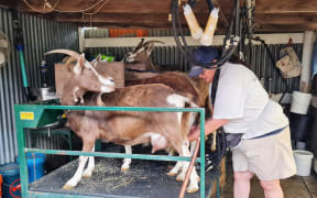 Dairy goat farm