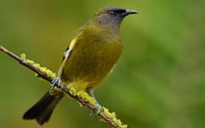 Bellbird