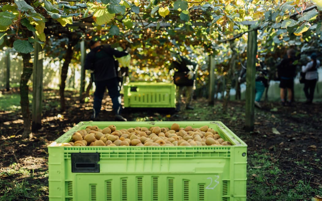 Zespri kiwifruit harvest
