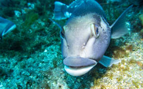 Blue Cod were the most common fish found on the Pātea reefs near the mining zone, with breeding nurseries found at four sites.