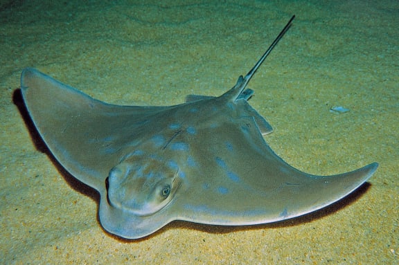The eagle ray (Myliobatis tenuicaudatus) has pointed wings which it flaps like a bird as it swims.