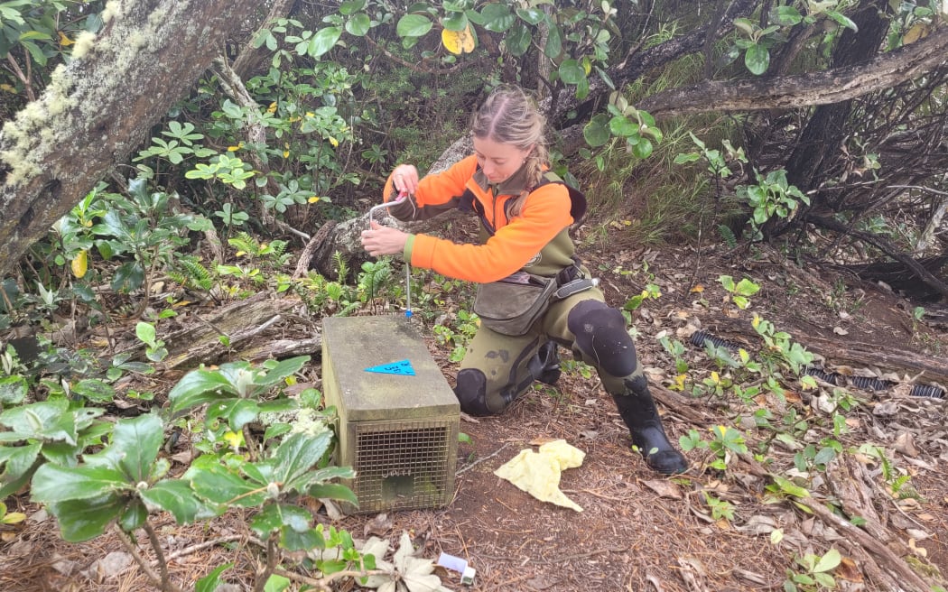 Checking one of the rat traps on Ulva Island.