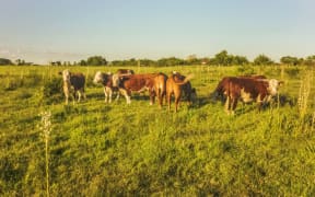 Cows graze on a farm in Uruguay