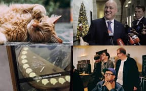 A composite image showing a cat, Christopher Luxon, Blur and the Ranfurly Shield.