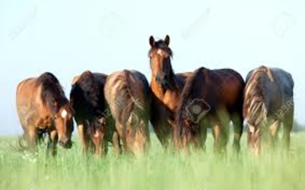 horses