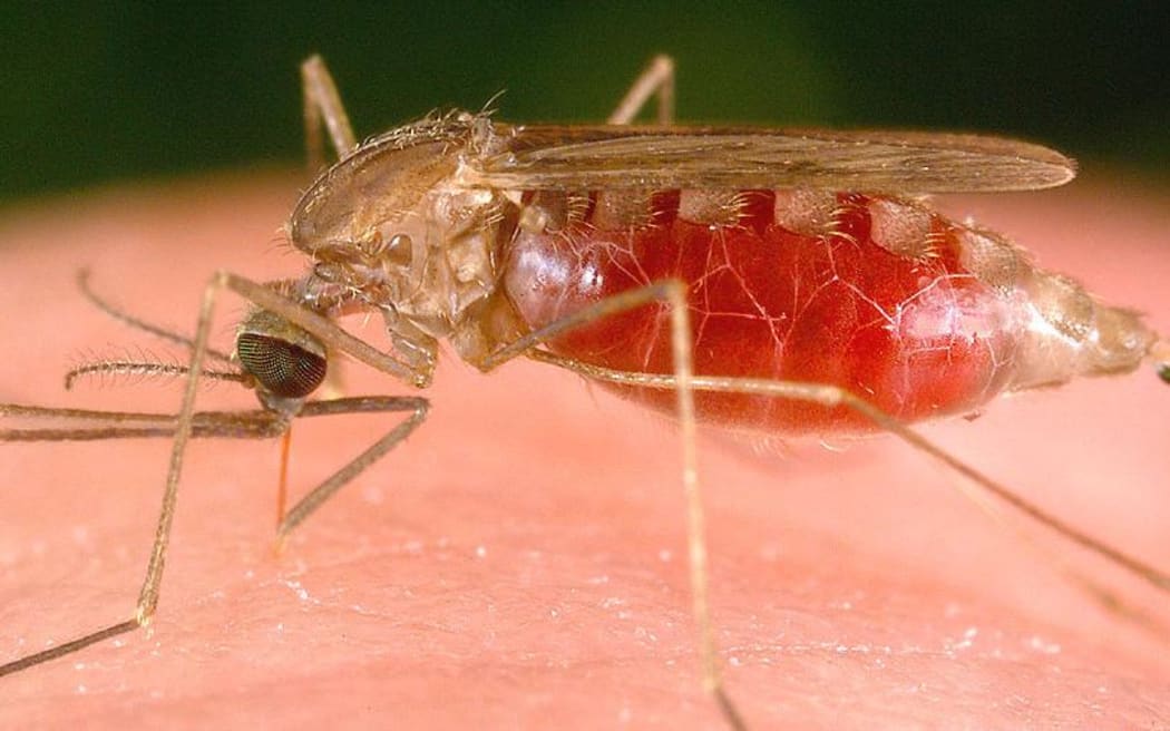 Anopheles Freeborni Mosquito Pumping Blood.