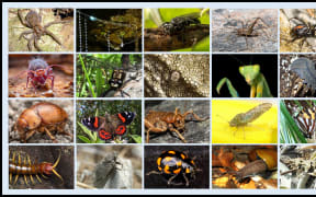 The nominees for 2024's Bug of The Year.