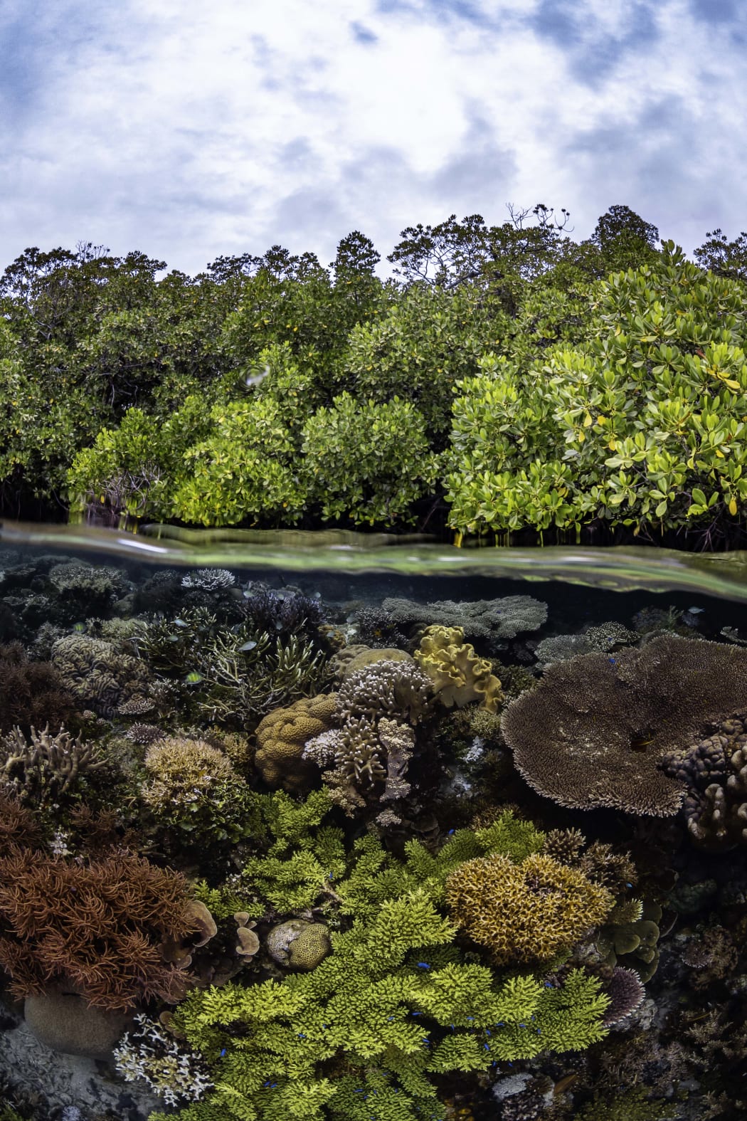 Una imagen de los Mangrove Photography Awards, organizados por Mangrove Action Project.