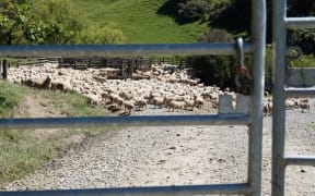 Sheep at Puketiti Station bask on a rare sunny day.