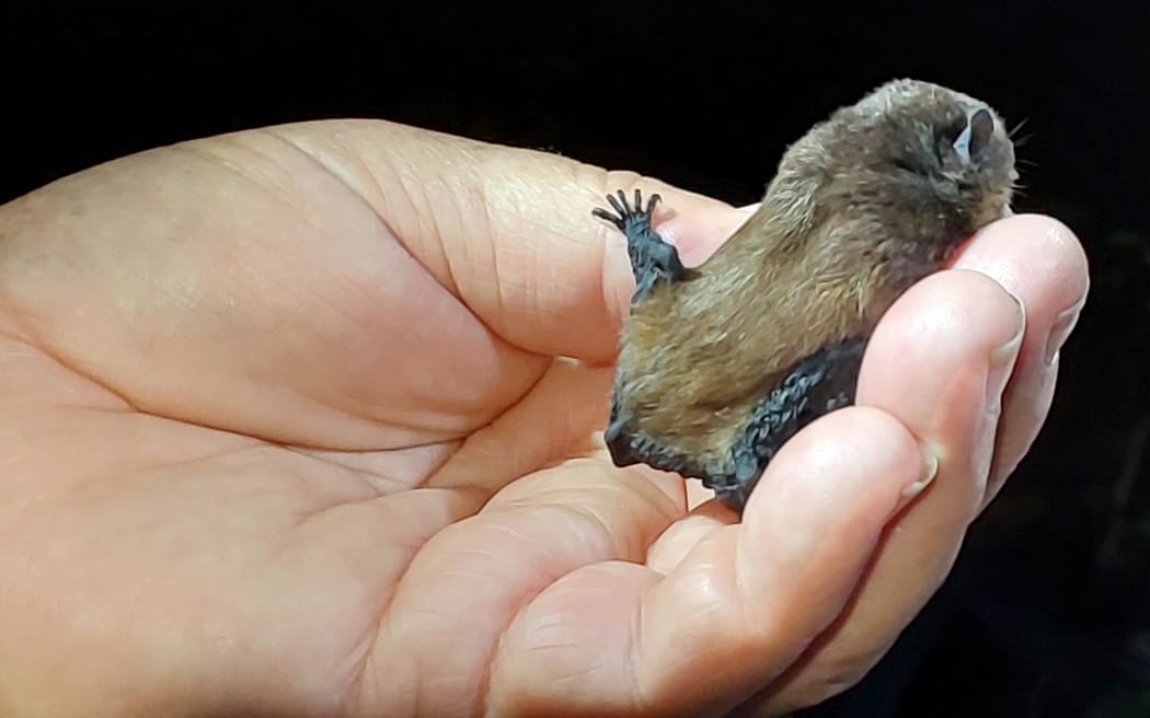 Long-tailed bat ‘T7787’, credit Jennifer Gollin.