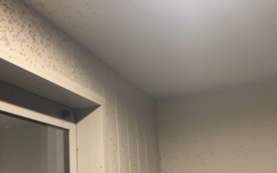 Residents living near wastewater oxidation ponds in eastern Christchurch are being plagued by "apocalyptic like" swarms of midges, a community board member says.