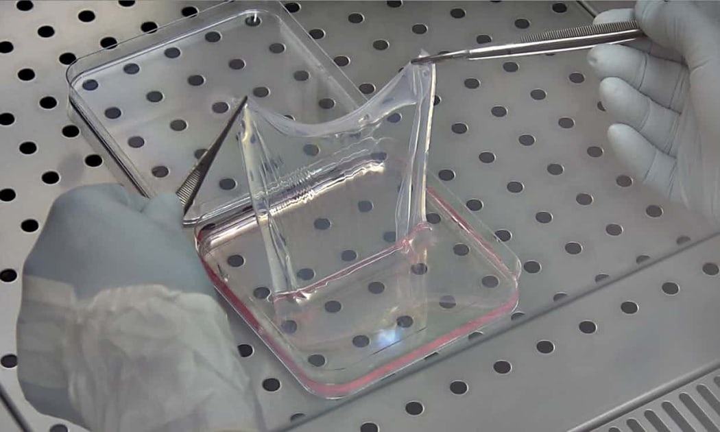 A sheet of the laboratory-grown, genetically modified skin.
