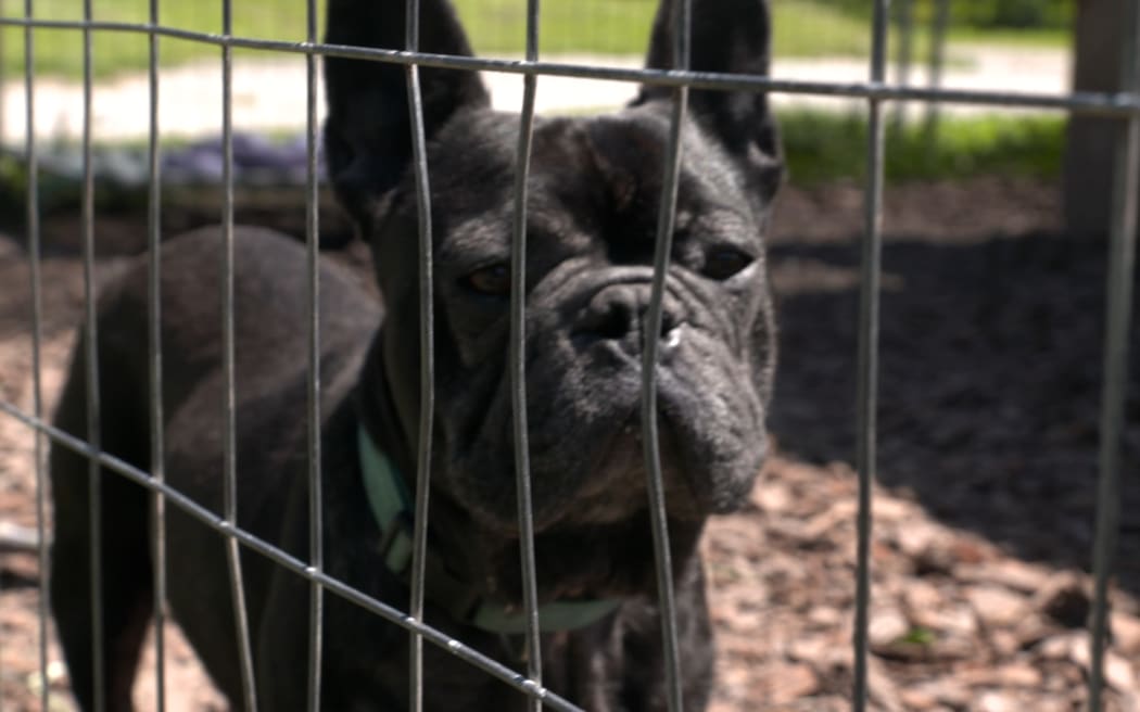 A black bulldog behind fence bars.