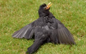 Blackbird
