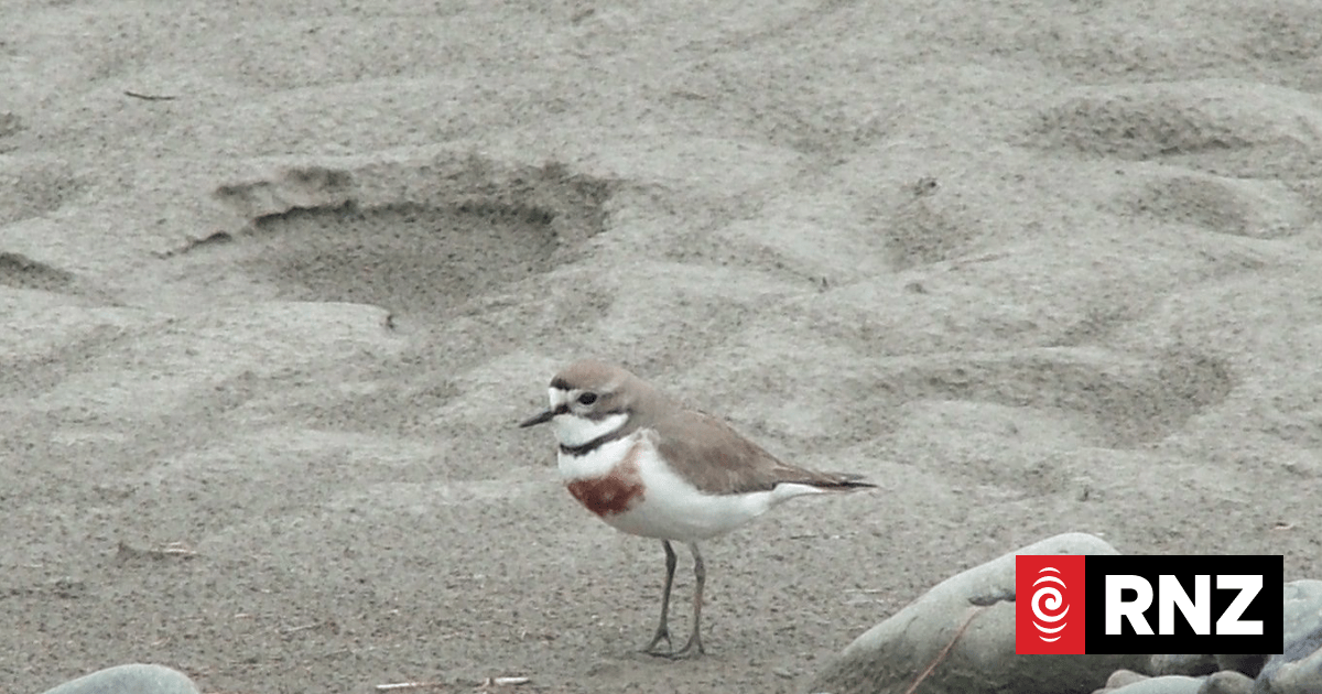 Mayor condemns 'ecological vandalism' on beaches